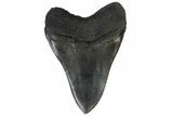 Serrated, Fossil Megalodon Tooth - South Carolina #169186-2